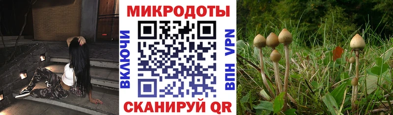 как найти закладки  Геленджик  Псилоцибиновые грибы MAGIC MUSHROOMS 